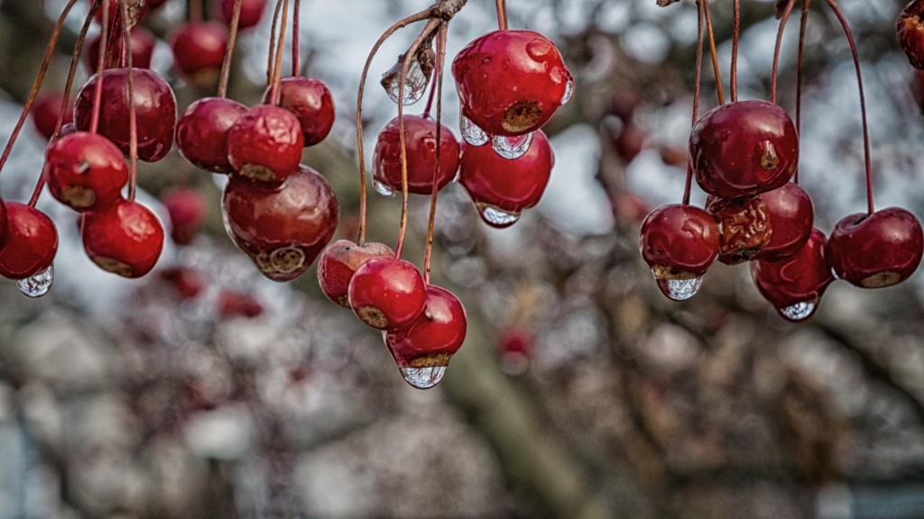 Crab Apples by John Campion.